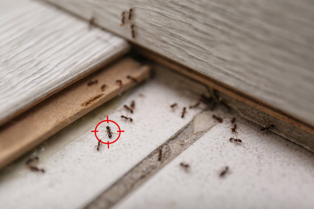 Best Emergency Pest Control  in Parkersburg, WV