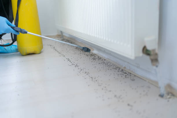 Best Wasp Removal Services  in Parkersburg, WV
