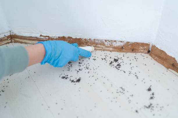 Reliable Parkersburg, WV Pest Control Solutions